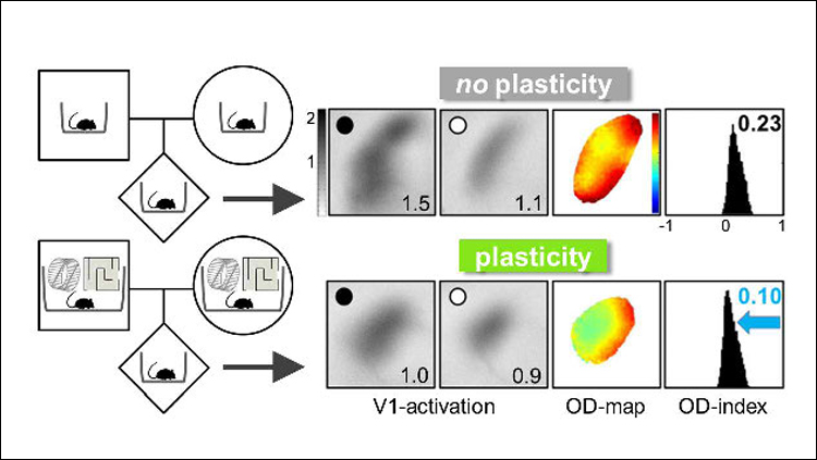 Ocular dominance (OD) plasticity in the visual cortex is maintained throughout life in offspring of mice raised in an enriched environment (bottom) compared to those raised in a standard cage (top). Adapted from Kalogeraki et al., 2019. 