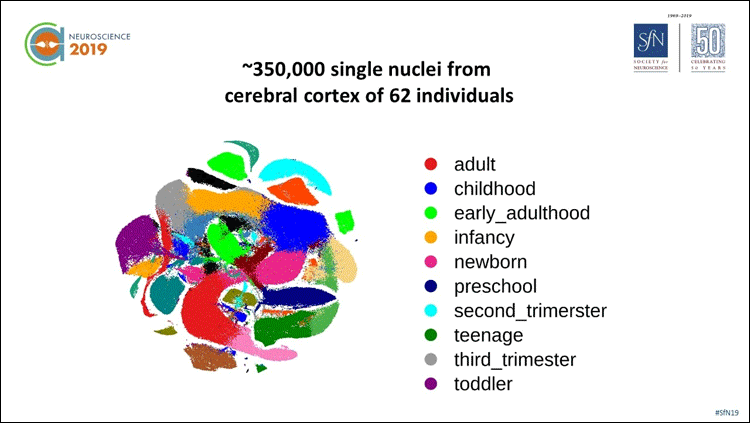 artistic pie graph showing the 350000 single nuclei from the cerebral cortex of 62 individuals