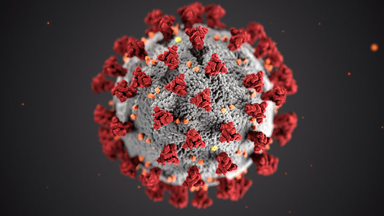 model of coronavirus cell
