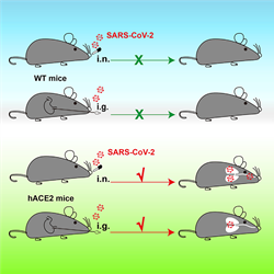 Mouse models expressing human ACE2 display infections in the brain. Source: Sun, S., Et al. (2020). A Mouse Model of SARS-CoV-2 Infection and Pathogenesis. Cell Host & Microbe, 28(1) 124-133.e4. doi: 10.1016/j.chom.2020.05.020