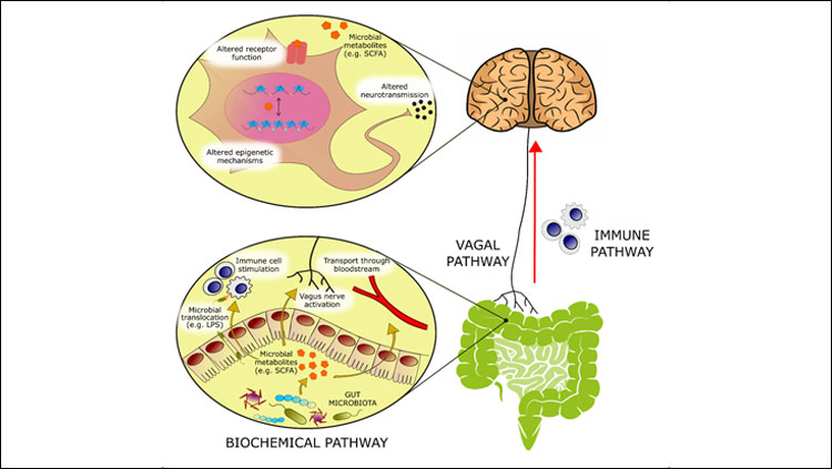 Bioactive molecules originating from microbial metabolism are thought to modulate emotional behavior through several mechanisms:   -   (1) Activation of afferent vagal nerve fibers.   -   (2) Stimulation of the mucosal immune system or of circulatory immune cells after translocation from the gut into the circulation.   -   (3) Absorption into the bloodstream, and biochemical interaction with a number of distal organs. In the brain, such metabolites may be able to activate receptors on neurons or glia, modulate neuronal excitability, and change expression patterns by means of epigenetic mechanisms.