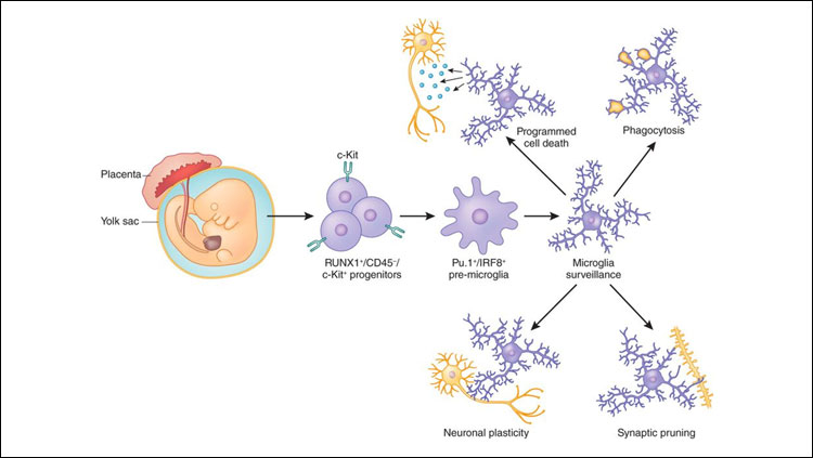 Derived from the yolk sac, microglia play many important roles in the brain