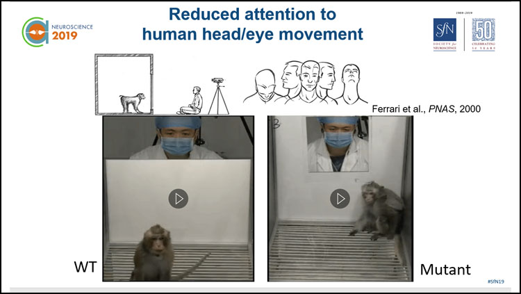 image of a mouse model showing the reduced attention to human head/eye movement.