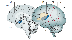 Regions of the “social brain,” including the medial prefrontal cortex (mPFC), temporoparietal junction (TPJ), posterior superior temporal sulcus (pSTS), amygdala, and anterior cingulate cortex (ACC). Source: Sarah Jayne Blackmore, Nature Reviews Neuroscience 2008. 