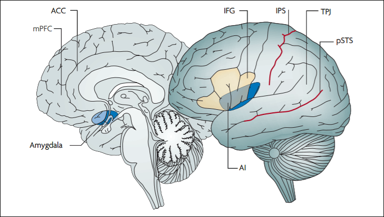 Regions of the “social brain,” including the medial prefrontal cortex (mPFC), temporoparietal junction (TPJ), posterior superior temporal sulcus (pSTS), amygdala, and anterior cingulate cortex (ACC). Source: Sarah Jayne Blackmore, Nature Reviews Neuroscience 2008.