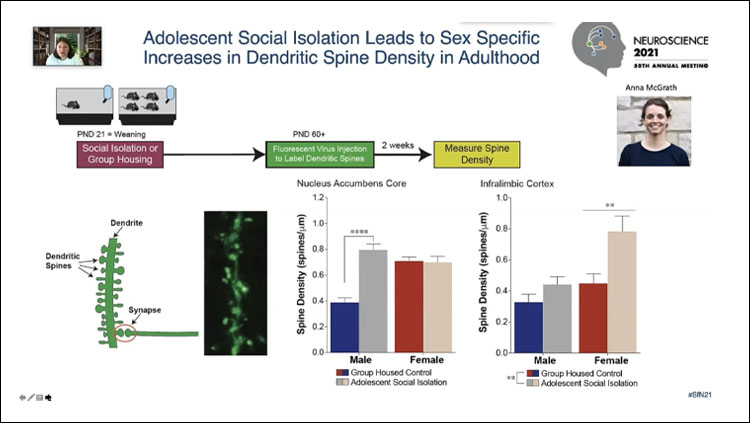 adolescent social isolation leads to sex specific increases in dendritic spine density in adulthood