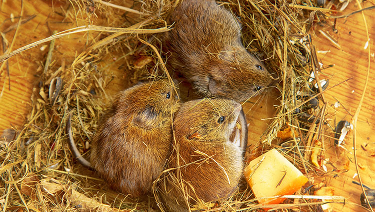 image of Prairie Voles Born Without Oxytocin Receptors