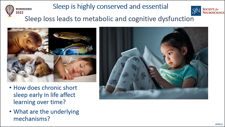 Inside Neuroscience: Sleep Deprivation Leads to Sex-Specific Effects and Memory Problems