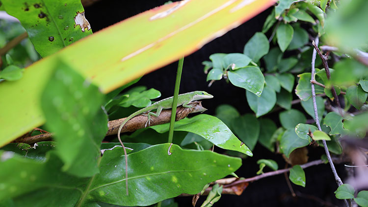 Photo of a lizard on a branch