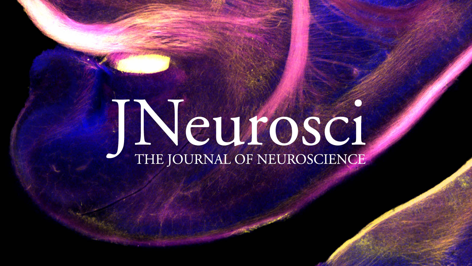 JNeurosci