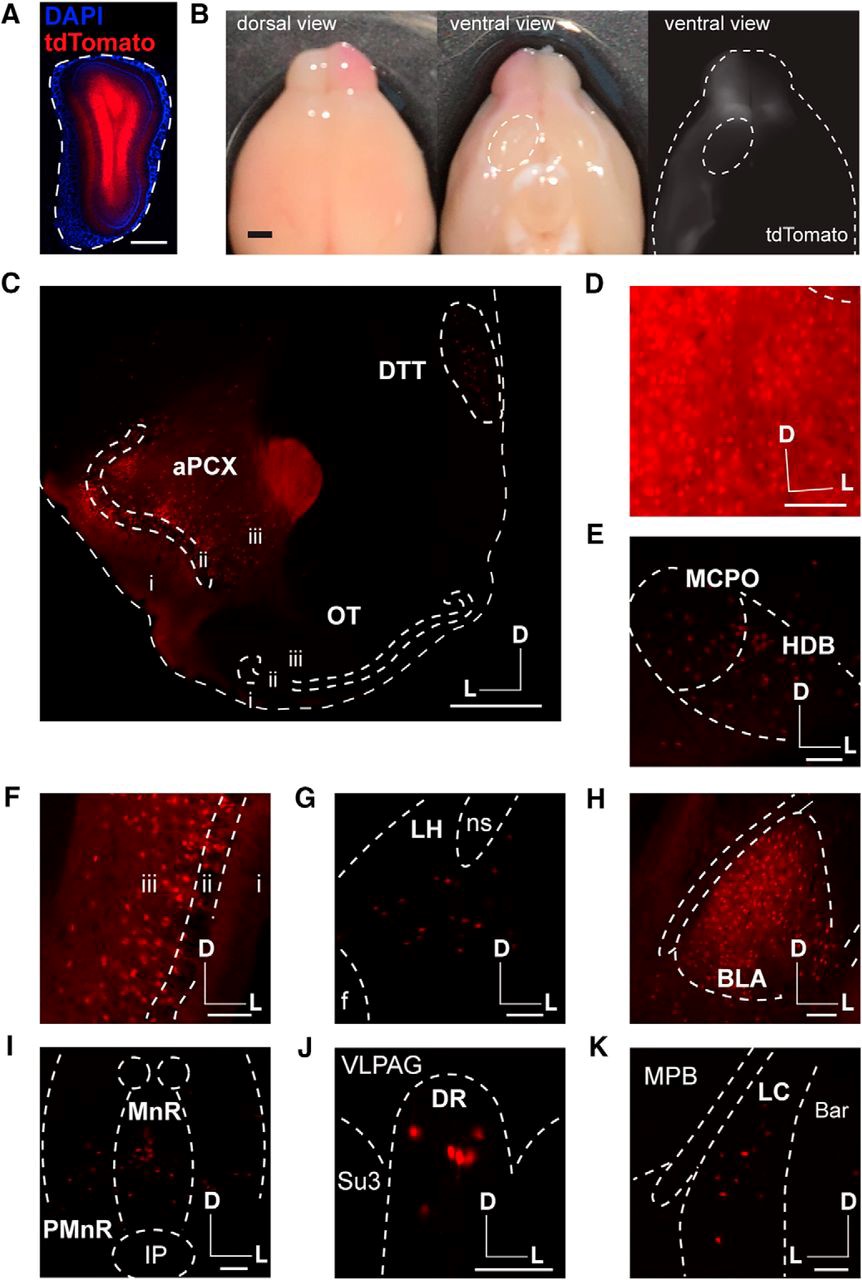 Figure 1. Multiple injections of AAVretro-Cre in the OB of the Ai9 reporter mouse reveals labeling in numerous OB-projecting structures, but not in the OT. (A) OB injection site; dotted line indicates the glomerular layer. (B) Intact brain following multiple injections of AAVretro-Cre in the OB of the Ai9 reporter mouse shows strong tdTomato labeling in one OB and the PCX, but not in the OT; dotted line indicates the OT. (C) aPCX and OT tdTomato labeling following injection of AAVretro-Cre in the OB of the Ai9 reporter mouse. (D–K) tdTomato labeling in many regions following injection of AAVretro-Cre in the OB of the Ai9 reporter mouse. (D) AON; (E) horizontal diagonal band of Broca (HDB) and magnocellular preoptic nucleus (MCPO); (F) posterior PCX (pPCX); (G) lateral hypothalamus (LH); (H) basolateral amygdala (BLA); (I) median raphe nucleus (MnR) and paramedian raphe nucleus (PMnR); (J) dorsal raphe nucleus (DR); and (K) locus coeruleus (LC). f, fornix; ns, nigrostriatal bundle; IP, interpeduncular nucleus; VLPAG, ventrolateral periaqueductal gray; Su3, supraoculomotor cap; MPB, medial parabrachial nucleus; Bar, Barrington’s nucleus. i.–iii., layers 1–3; D, dorsal; M, medial; L, lateral. Scale bars: A, C: 500 μm, B: 1 mm, D-K: 100 μm. (Figure 6 in In’t Zandt et al., 2019.)